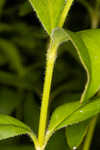 Fringeleaf tickseed